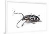 Side View of Long Horned Beetle Threnetica Lacrymans Against White Background-Darrell Gulin-Framed Photographic Print