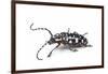 Side View of Long Horned Beetle Threnetica Lacrymans Against White Background-Darrell Gulin-Framed Photographic Print