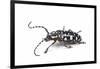 Side View of Long Horned Beetle Threnetica Lacrymans Against White Background-Darrell Gulin-Framed Photographic Print