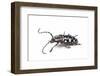 Side View of Long Horned Beetle Threnetica Lacrymans Against White Background-Darrell Gulin-Framed Photographic Print