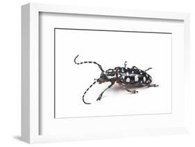 Side View of Long Horned Beetle Threnetica Lacrymans Against White Background-Darrell Gulin-Framed Photographic Print