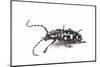 Side View of Long Horned Beetle Threnetica Lacrymans Against White Background-Darrell Gulin-Mounted Photographic Print