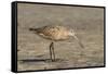 Side View of Marbled Godwit-Gary Carter-Framed Stretched Canvas