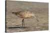 Side View of Marbled Godwit-Gary Carter-Stretched Canvas