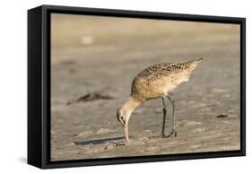 Side View of Marbled Godwit-Gary Carter-Framed Stretched Canvas