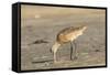 Side View of Marbled Godwit-Gary Carter-Framed Stretched Canvas