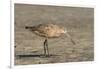 Side View of Marbled Godwit-Gary Carter-Framed Photographic Print