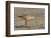 Side View of Marbled Godwit-Gary Carter-Framed Photographic Print