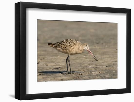 Side View of Marbled Godwit-Gary Carter-Framed Photographic Print