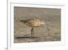 Side View of Marbled Godwit-Gary Carter-Framed Photographic Print