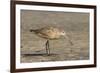 Side View of Marbled Godwit-Gary Carter-Framed Photographic Print