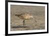 Side View of Marbled Godwit-Gary Carter-Framed Photographic Print