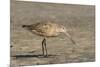 Side View of Marbled Godwit-Gary Carter-Mounted Photographic Print