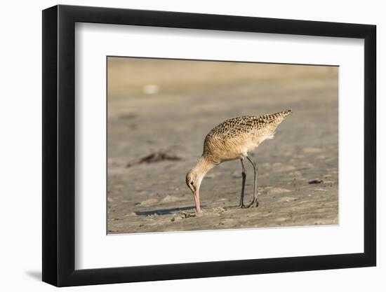 Side View of Marbled Godwit-Gary Carter-Framed Photographic Print