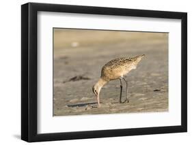 Side View of Marbled Godwit-Gary Carter-Framed Photographic Print