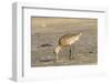 Side View of Marbled Godwit-Gary Carter-Framed Photographic Print