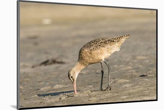 Side View of Marbled Godwit-Gary Carter-Mounted Photographic Print