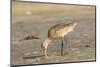 Side View of Marbled Godwit-Gary Carter-Mounted Photographic Print