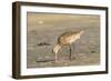 Side View of Marbled Godwit-Gary Carter-Framed Photographic Print