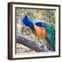 Side view of peacock, India-Panoramic Images-Framed Photographic Print