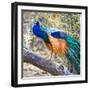 Side view of peacock, India-Panoramic Images-Framed Photographic Print