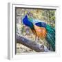 Side view of peacock, India-Panoramic Images-Framed Photographic Print