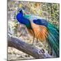 Side view of peacock, India-Panoramic Images-Mounted Photographic Print