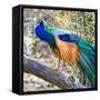 Side view of peacock, India-Panoramic Images-Framed Stretched Canvas