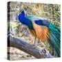 Side view of peacock, India-Panoramic Images-Stretched Canvas