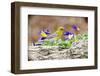 Side View of Pine Warbler, Mcleansville, North Carolina, USA-Gary Carter-Framed Photographic Print