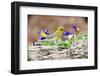 Side View of Pine Warbler, Mcleansville, North Carolina, USA-Gary Carter-Framed Photographic Print