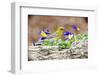 Side View of Pine Warbler, Mcleansville, North Carolina, USA-Gary Carter-Framed Photographic Print