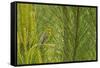 Side View of Prairie Warbler Perching on Twig-Gary Carter-Framed Stretched Canvas