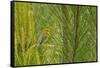 Side View of Prairie Warbler Perching on Twig-Gary Carter-Framed Stretched Canvas
