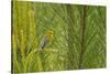 Side View of Prairie Warbler Perching on Twig-Gary Carter-Stretched Canvas