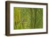 Side View of Prairie Warbler Perching on Twig-Gary Carter-Framed Photographic Print