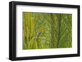 Side View of Prairie Warbler Perching on Twig-Gary Carter-Framed Photographic Print