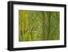 Side View of Prairie Warbler Perching on Twig-Gary Carter-Framed Photographic Print