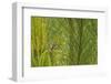 Side View of Prairie Warbler Perching on Twig-Gary Carter-Framed Photographic Print