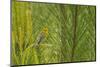 Side View of Prairie Warbler Perching on Twig-Gary Carter-Mounted Photographic Print