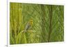 Side View of Prairie Warbler Perching on Twig-Gary Carter-Framed Photographic Print