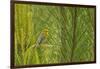 Side View of Prairie Warbler Perching on Twig-Gary Carter-Framed Photographic Print