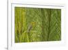 Side View of Prairie Warbler Perching on Twig-Gary Carter-Framed Photographic Print