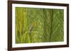 Side View of Prairie Warbler Perching on Twig-Gary Carter-Framed Photographic Print