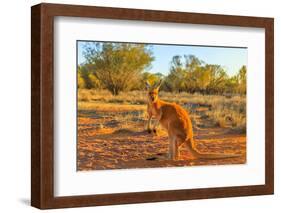 Side view of red adult kangaroo (Macropus rufus), Australia-Alberto Mazza-Framed Photographic Print