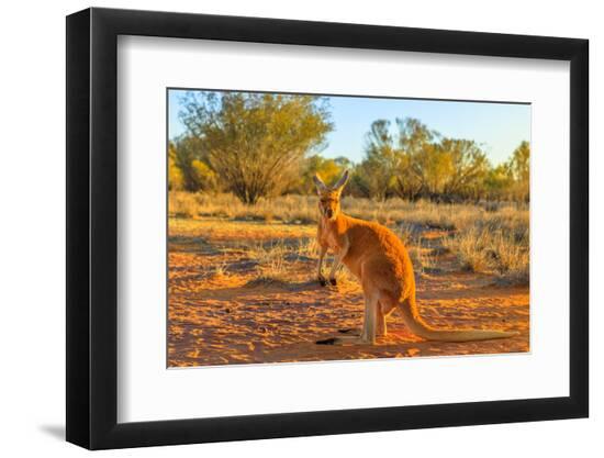 Side view of red adult kangaroo (Macropus rufus), Australia-Alberto Mazza-Framed Photographic Print