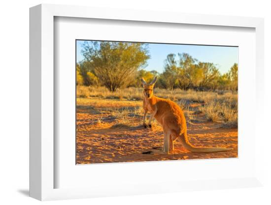 Side view of red adult kangaroo (Macropus rufus), Australia-Alberto Mazza-Framed Photographic Print