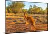 Side view of red adult kangaroo (Macropus rufus), Australia-Alberto Mazza-Mounted Photographic Print