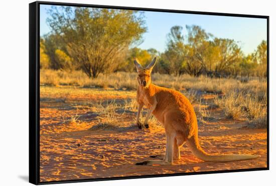 Side view of red adult kangaroo (Macropus rufus), Australia-Alberto Mazza-Framed Stretched Canvas