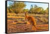 Side view of red adult kangaroo (Macropus rufus), Australia-Alberto Mazza-Framed Stretched Canvas